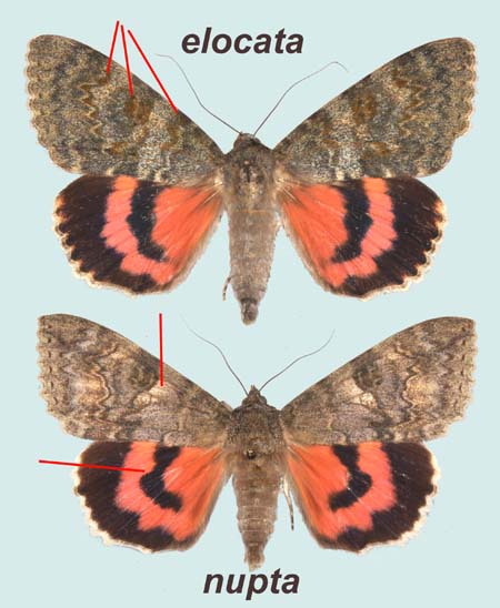 mles Catocala sp.- En haut, C. elocata, Porto-Vecchio (Corse-Sud), 15-VII-2002 ; en bas, C. nupta, Viroflay (Yvelines), 2.VIII.1979.